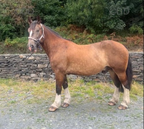 Buddy, 16.2hh Riding Gelding