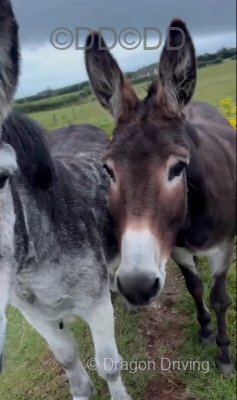 Jenny Donkeys in Foal 