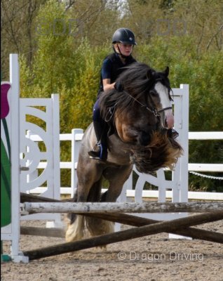 Arlo, 13hh Riding Gelding