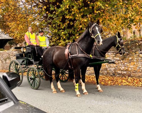 3 16hh Horses with 2 Carriages
