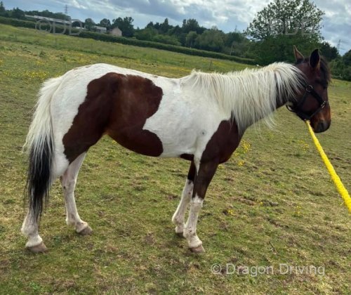 14.2hh Driving Mare