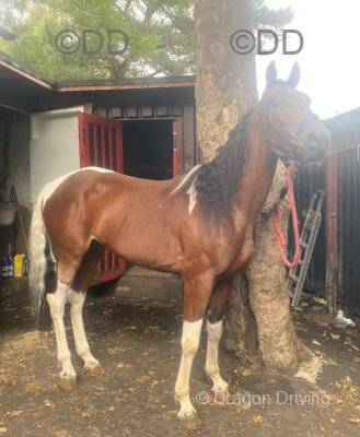 15.2hh Ride & Drive Gelding