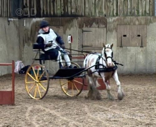 Chance, 11.1hh Driving Gelding with Cart and Harness