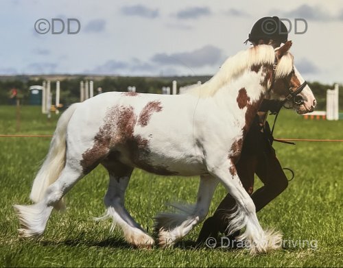 Chance, 11.1hh Driving Gelding with Cariage and Harness
