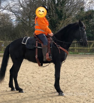 16.2hh Menorquin Riding Mare