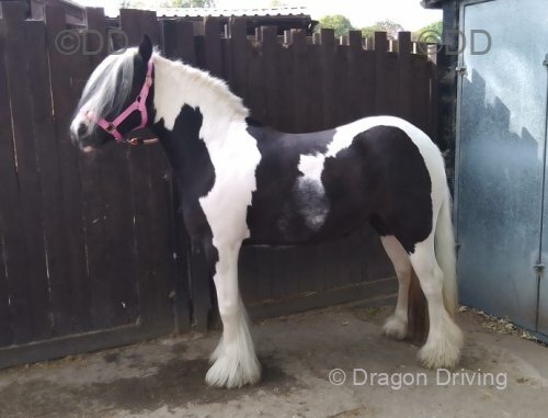 Meg, 3 Year Old Filly
