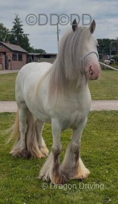 Hermits Mystic Cowboy, 13.1hh Stallion