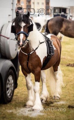 12hh Ride and Drive Gelding 
