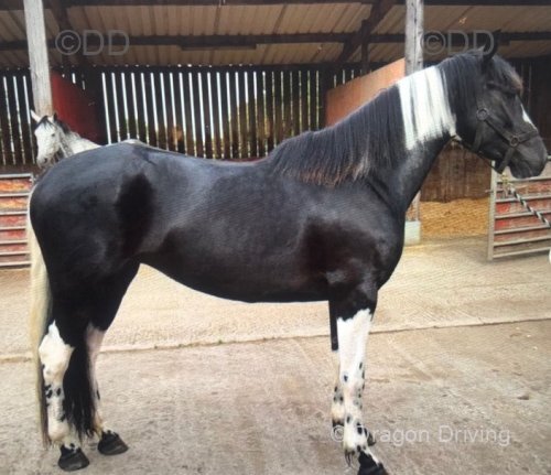 Filly