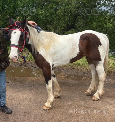 14.1hh Ride and Drive Mare