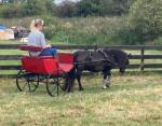 Cart 