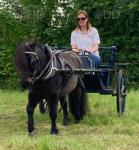 Cart & Harness