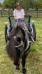 Cart & Harness