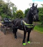 Hartland Versatile 3 Phase Competition Carriage