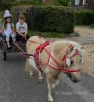 Cart & Top Mark Harness