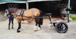 Hillam Cart and Tedex Harness 