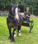 Cart & Harness