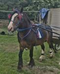 Cart & Harness