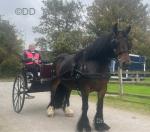 Bellcrown Carriage