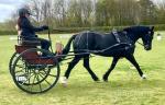 Bennington Carriage & Hartland Synthetic Harness. 