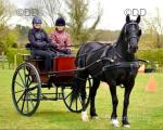 Bennington Carriage & Hartland Synthetic Harness. 