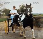 Bellcrown Bantum Cart