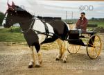Bellcrown Bantum Cart