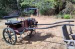 Bennington Carriage with Zilco Harness