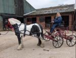 Bellcrown and Zilco Classic Harness
