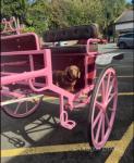 Pleasure Vehicle with Harness
