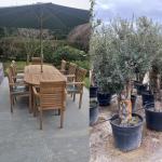 Wholesale Teak and Olive Trees  The UKs largest selection of teak garden furniture