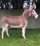 Yearling Jack Donkey  - Click to Enlarge