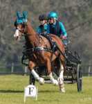 Zilco Bridle & Collar 