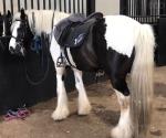 Black Country Horses
