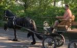 Black Country Horses