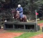 Black Country Horses