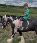 Tyson, 11hh Ride and Drive Gelding 
