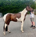 Very good pacer, he's gelded, he stands at 14.5hh. Very good horse round traffic. Seven years old. 