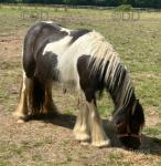 Filly & Cart