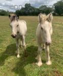 Foals