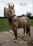 Foals