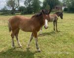Foals
