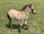 Foals