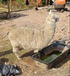 Alpacas