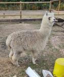 Alpacas
