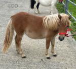 Shetland Mare & Filly