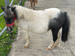 Shetland Mare & Filly