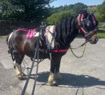 Harness