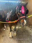Harness