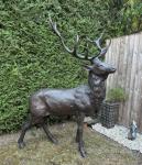 Bronze Stag